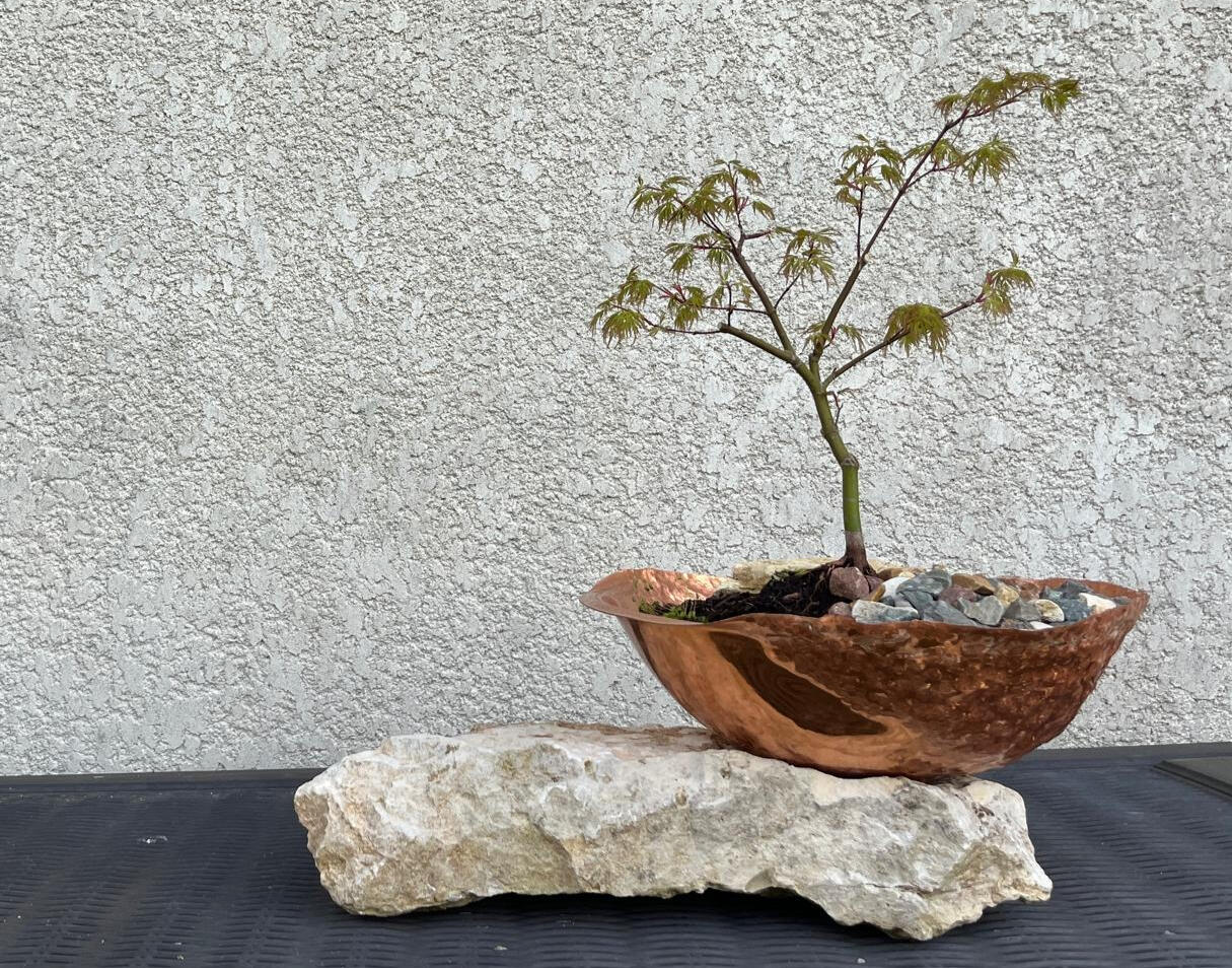 Living Japanese maple (Acer palmatum), salvaged copper basin, local limestone, river stones, soil. H: 60 cm (approximate) | Living installation